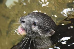 huilen rivier- Otter met zijn mond Open in een rivier- foto