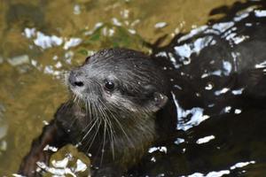 werkelijk schattig gezicht van een rivier- Otter pieken omhoog foto