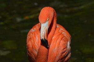 mooi roze flamingo omhoog dichtbij foto