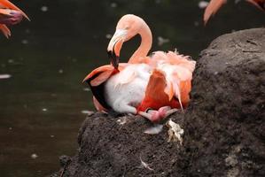 roze flamingo zittend Aan een nest foto
