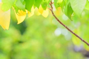 concept natuur visie van groen gebladerte Aan wazig groen achtergrond, zonlicht met kopiëren ruimte gebruik makend van net zo achtergrond natuurlijk groen blad planten landschap, ecologie, vers banier behang concept foto