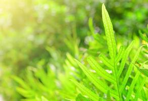 concept natuur visie van groen gebladerte Aan wazig groen achtergrond, zonlicht met kopiëren ruimte gebruik makend van net zo achtergrond natuurlijk groen blad planten landschap, ecologie, vers banier behang concept foto