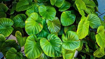 abstract verbijsterend groen blad textuur, tropisch blad gebladerte natuur donker groen achtergrond. groen banners natuur tropisch concept foto