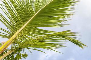 tropisch natuurlijk palm boom kokosnoten blauw lucht in Mexico. foto