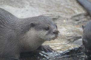 water druipend van de gezicht van een reusachtig rivier- Otter foto