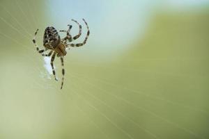 kruis spin in een spin web, op de loer voor prooi. wazig achtergrond foto