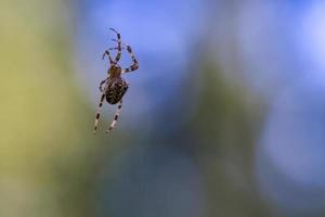 kruis spin kruipen Aan een spin draad. vervaagd. een nuttig jager tussen insecten foto