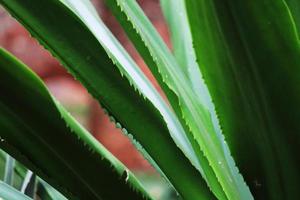 groen agave fabriek bladeren. foto