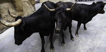 stieren in een stier rennen foto