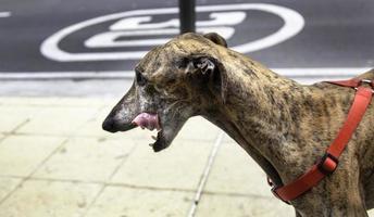 huiselijk windhond Aan de straat foto