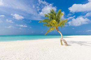 palm boom Aan de strand. eenzaam boom met zee visie, horizon zeegezicht. exotisch tropisch oever, met natuur patroon. zonnig paradijs, kleurrijk landschap, toneel. ontspannende vrijheid strand, vredig kust foto