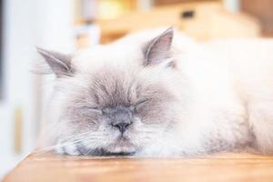 Gesloten omhoog grijs en wit kat slaap en liggen Aan de tafel of verdieping foto