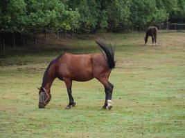 meer in de buurt Borken in Westfalen foto