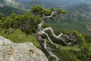 scheef relikwie boom pijnboom groeit Aan de rand van een berg klif, tegen de backdrop van groen bergen. berg landschap. foto