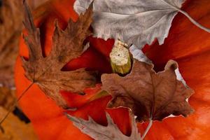 oranje pompoen met herfst esdoorn- bladeren Aan een houten tafel. herfst oogst achtergrond. dankzegging dag. foto