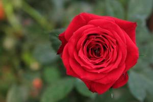 dichtbij omhoog van een roos bloem, roos, roos bloem, rood roos, roze roos foto