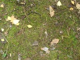 opaal herfst gebladerte en leugens Aan de grond foto