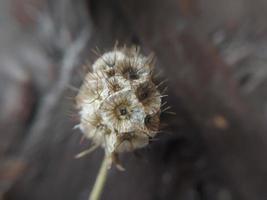 kleurrijk herfst bloemen in de herfst tuin foto