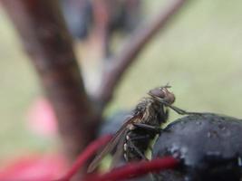 een vlieg kruipt over- planten in de tuin foto