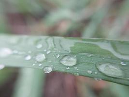 gedaald herfst ochtend- dauw Aan de bladeren van planten foto