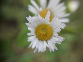 kleurrijk herfst bloemen in de herfst tuin foto