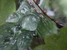 gedaald herfst ochtend- dauw Aan de bladeren van planten foto