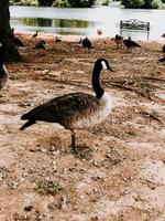 gans staand Aan strand foto