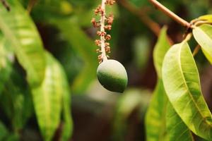 een mango Aan een boom. foto