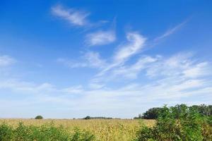 platteland natuur landschap foto