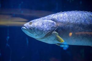 vissen die in aquarium zwemmen foto