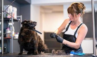huisdier kapper vrouw snijdend vacht van schattig zwart hond foto