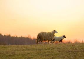 schapen Aan heuvel foto