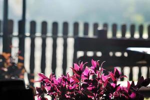 kleurrijk balkon met bloemen foto