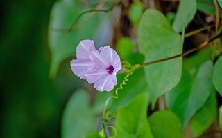 ipomoea indica, ochtend- heerlijkheid Aan de veld- in natuur foto