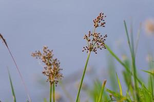 gras bloem op het veld foto