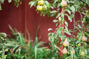 Afdeling van Peer boom met fruit Aan achtertuin foto