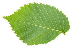 terug kant van vers blad van iep boom geïsoleerd foto