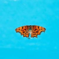 dood vlinder Aan oppervlakte van water foto