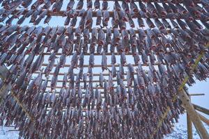 lucht drogen van Zalm vis Aan houten structuur Bij Scandinavisch winter foto