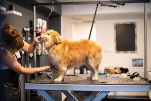 huisdier kapper vrouw snijdend vacht van schattig geel hond foto