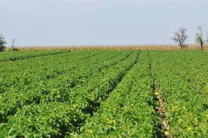 vers biologisch voedsel paprika's foto