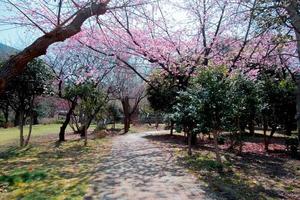 roze kers bloesem sakura bloemen vol bloeien een voorjaar seizoen in Japan foto