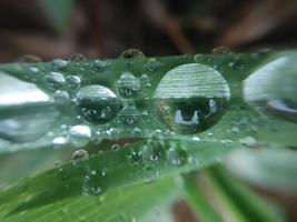 gedaald herfst ochtend- dauw Aan de bladeren van planten foto