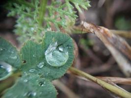 gedaald herfst ochtend- dauw Aan de bladeren van planten foto