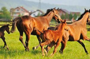 paarden in veld- foto