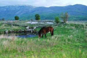 paarden in veld- foto