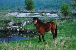 paarden in veld- foto