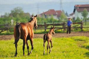 paarden in veld- foto