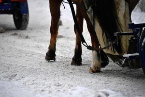 paard hoef Aan sneeuw detail foto