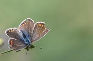 een bruin vlinder met geel dots en een blauw lichaam is neergestreken Aan een Afdeling tegen een groen achtergrond. de vlinder heeft verspreiding haar Vleugels. de Vleugels zijn defecte Bij de kant. foto